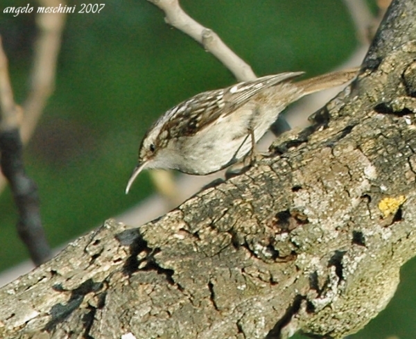 Rampichino Certhia brachydactila